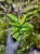 Anubias hastifolia – cienioznośna roślina wodno-lądowa do terrarium i akwarium | Parrot Planet