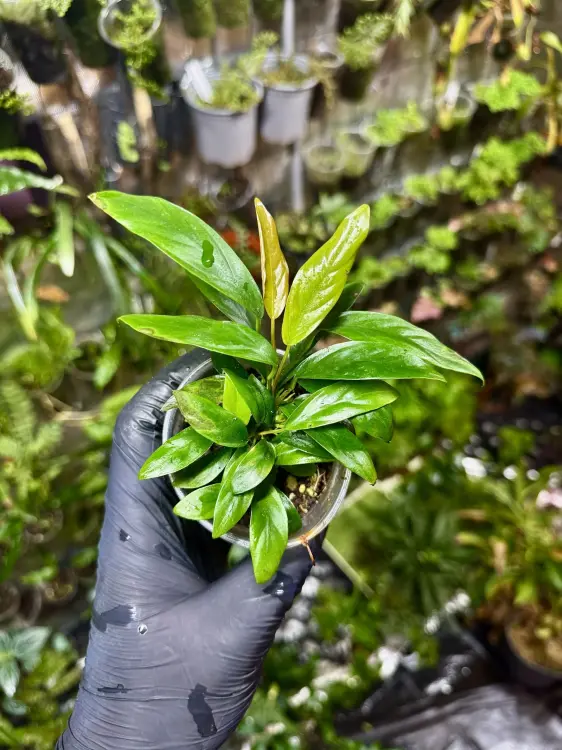 Anubias hastifolia – cienioznośna roślina wodno-lądowa do terrarium i akwarium | Parrot Planet