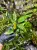 Anubias hastifolia – cienioznośna roślina wodno-lądowa do terrarium i akwarium | Parrot Planet