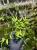 Arthraxon hispidus – mini trawa do terrarium tropikalnego | Parrot Planet