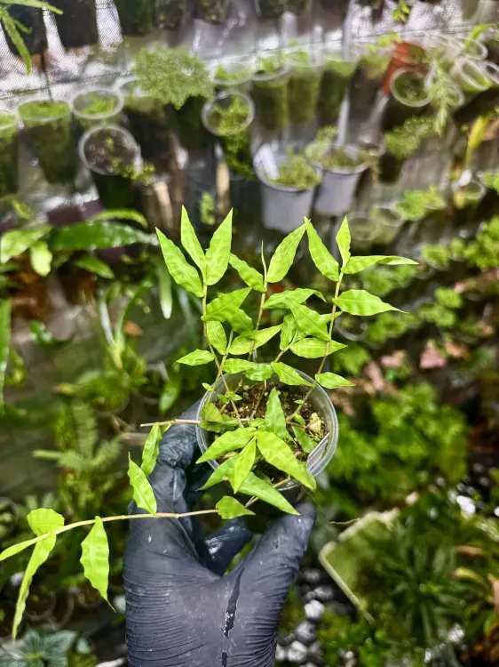 Arthraxon hispidus – mini trawa do terrarium tropikalnego | Parrot Planet