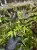 Arthraxon hispidus – mini trawa do terrarium tropikalnego | Parrot Planet
