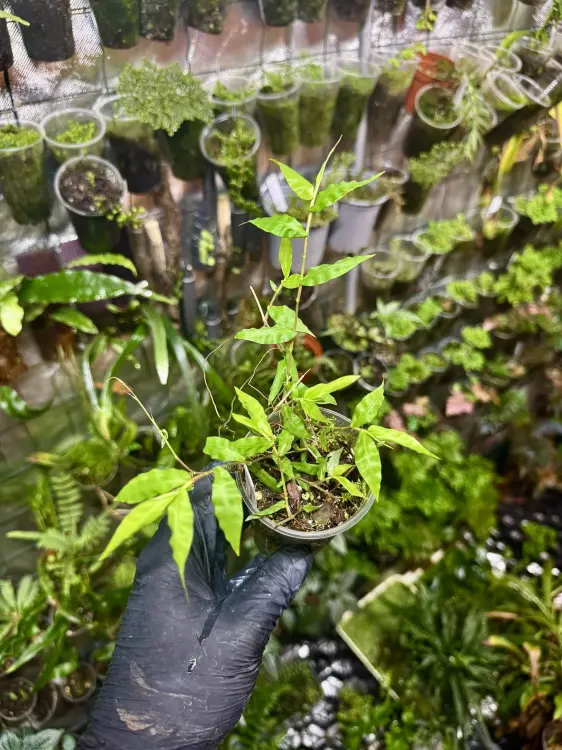 Arthraxon hispidus – mini trawa do terrarium tropikalnego | Parrot Planet