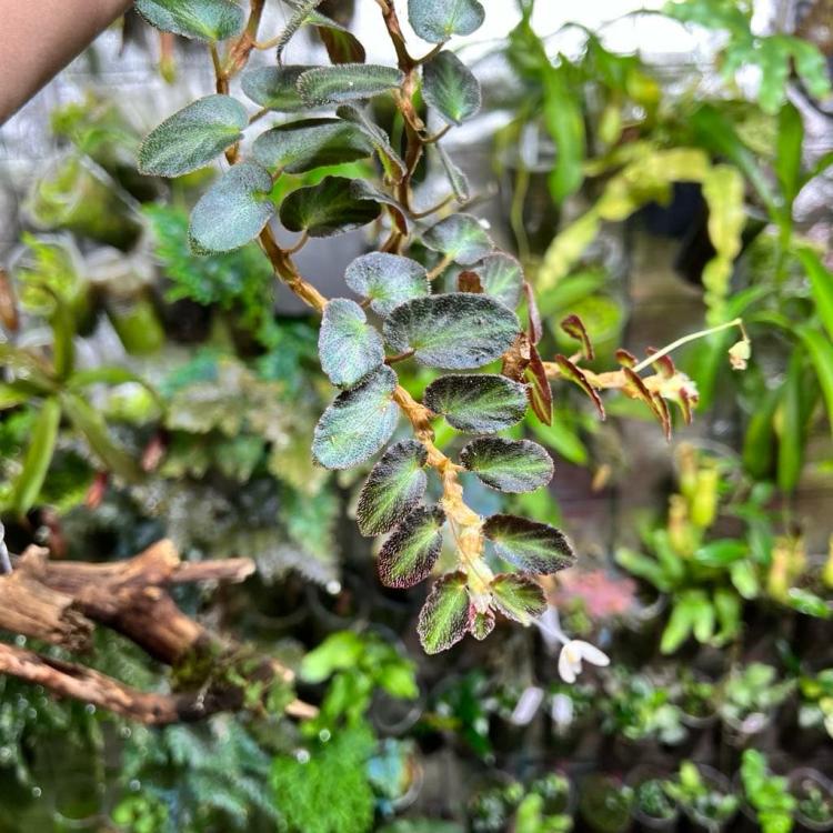 Begonia thelmae – delikatna, płożąca ozdoba tropikalnych zbiorników | Parrot Planet
