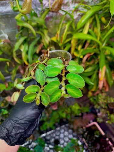 Begonia thelmae – delikatna, płożąca ozdoba tropikalnych zbiorników | Parrot Planet