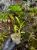 Dendrobium bracteosum – fioletowy storczyk o długotrwałym kwitnieniu | Parrot Planet