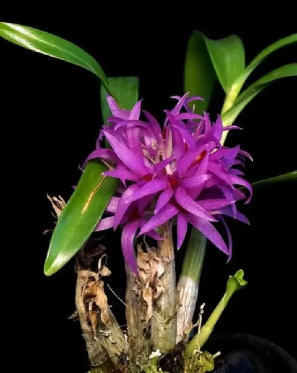Dendrobium bracteosum – fioletowy storczyk o długotrwałym kwitnieniu | Parrot Planet