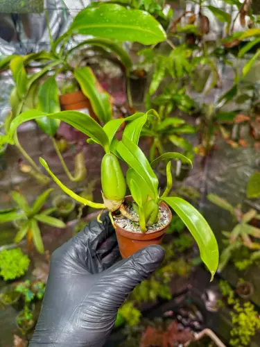 Coelogyne ovalis x sib – żółty storczyk epifityczny o masywnych bulwach | Parrot Planet