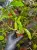 Coelogyne ovalis x sib – żółty storczyk epifityczny o masywnych bulwach | Parrot Planet