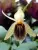 Coelogyne ovalis x sib – żółty storczyk epifityczny o masywnych bulwach | Parrot Planet