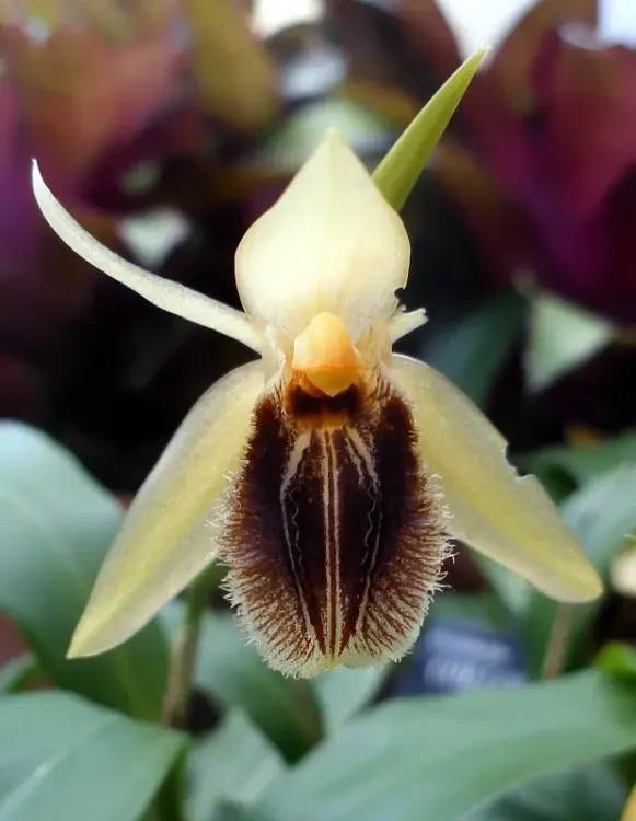 Coelogyne ovalis x sib – żółty storczyk epifityczny o masywnych bulwach | Parrot Planet