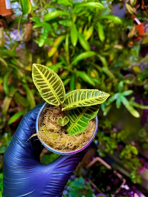 Emblemantha urnulata „Cream & Green” – rzadko spotykana roślina tropikalna z Sumatry | Parrot Planet