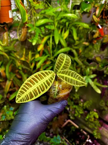 Emblemantha urnulata „Fluo Green” – tropikalna roślina z Sumatry o fluorescencyjnym unerwieniu | Parrot Planet