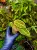 Emblemantha urnulata „Fluo Green” – tropikalna roślina z Sumatry o fluorescencyjnym unerwieniu | Parrot Planet