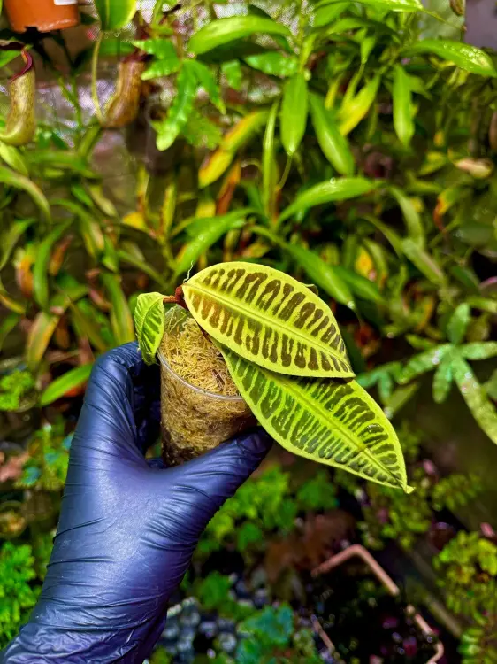 Emblemantha urnulata „Fluo Green” – tropikalna roślina z Sumatry o fluorescencyjnym unerwieniu | Parrot Planet