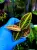 Emblemantha urnulata „Fluo Green” – tropikalna roślina z Sumatry o fluorescencyjnym unerwieniu | Parrot Planet