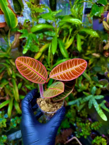Emblemantha urnulata „Fluo Pink” | Roślina do terrarium z Sumatry | Parrot Planet