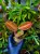 Emblemantha urnulata „Fluo Pink” | Roślina do terrarium z Sumatry | Parrot Planet