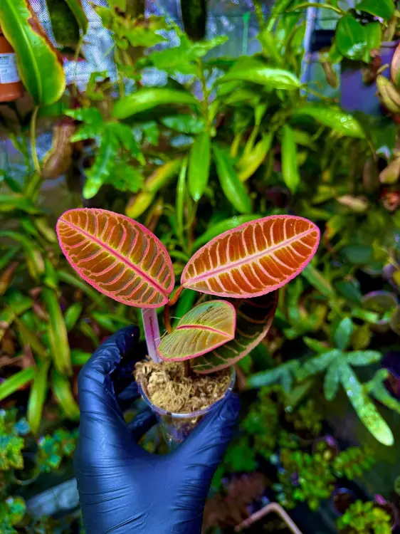 Emblemantha urnulata „Fluo Pink” | Roślina do terrarium z Sumatry | Parrot Planet
