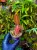 Emblemantha urnulata „Fluo Pink” | Roślina do terrarium z Sumatry | Parrot Planet