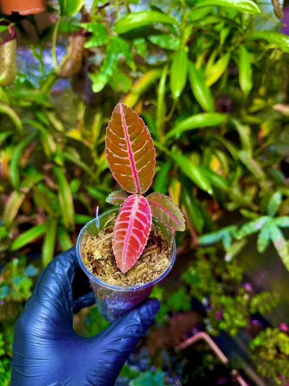 Emblemantha urnulata „Fluo Pink” | Roślina do terrarium z Sumatry | Parrot Planet