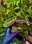 Emblemantha urnulata „Fluo Pink” | Roślina do terrarium z Sumatry | Parrot Planet
