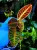 Emblemantha urnulata „Fluo Pink” | Roślina do terrarium z Sumatry | Parrot Planet