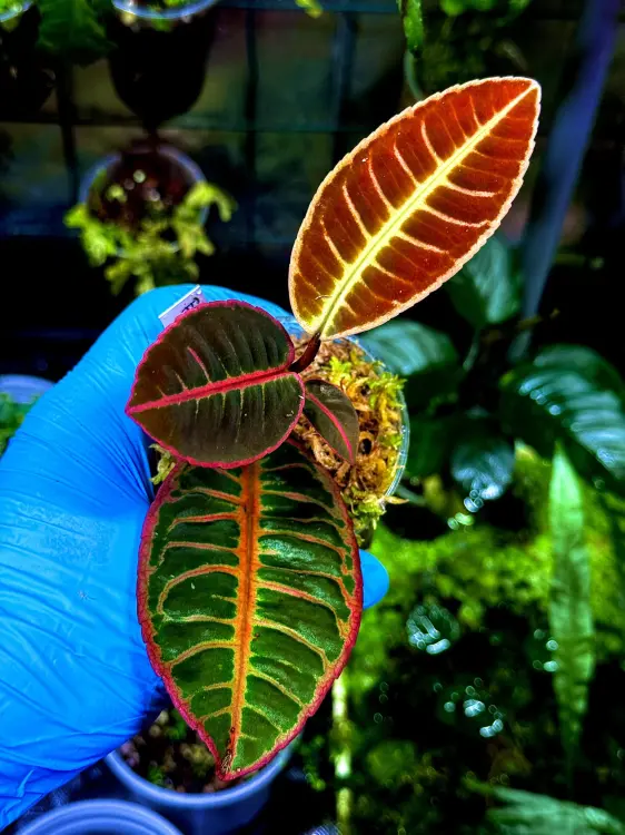 Emblemantha urnulata „Fluo Pink” | Roślina do terrarium z Sumatry | Parrot Planet