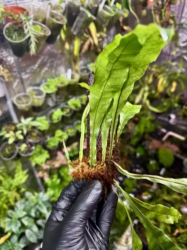 Drynaria bonii Christ | Epifityczna paproć z Azji | Roślina do terrarium | Parrot Planet