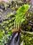Drynaria bonii Christ | Epifityczna paproć z Azji | Roślina do terrarium | Parrot Planet