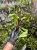 Drynaria bonii Christ | Epifityczna paproć z Azji | Roślina do terrarium | Parrot Planet