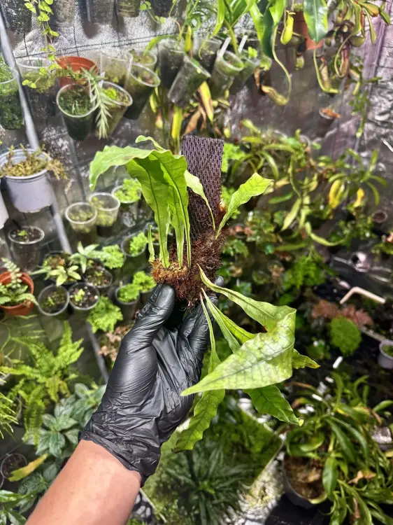 Drynaria bonii Christ | Epifityczna paproć z Azji | Roślina do terrarium | Parrot Planet