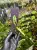 Drynaria bonii Christ | Epifityczna paproć z Azji | Roślina do terrarium | Parrot Planet
