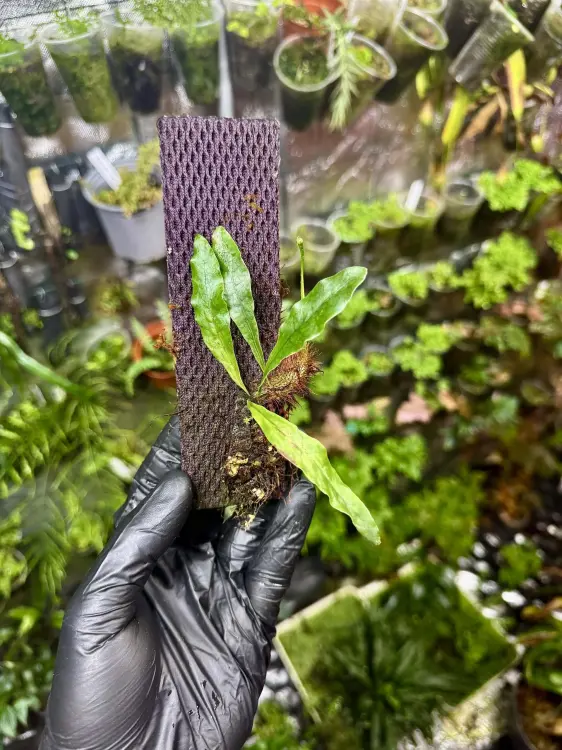 Drynaria bonii Christ | Epifityczna paproć z Azji | Roślina do terrarium | Parrot Planet