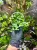 Ficus montana – pnąca roślina o liściach jak serduszka do terrarium tropikalnego | Parrot Planet