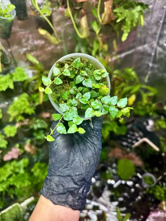 Ficus montana – pnąca roślina o liściach jak serduszka do terrarium tropikalnego | Parrot Planet