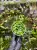Ficus montana – pnąca roślina o liściach jak serduszka do terrarium tropikalnego | Parrot Planet
