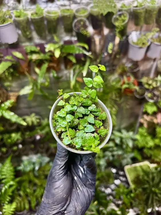Ficus montana – pnąca roślina o liściach jak serduszka do terrarium tropikalnego | Parrot Planet