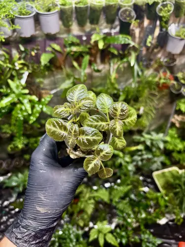 Episcia 'Pink Panther' – błyszcząca roślina tropikalna do terrarium | Parrot Planet