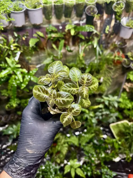 Episcia 'Pink Panther' – błyszcząca roślina tropikalna do terrarium | Parrot Planet