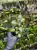 Episcia 'Pink Panther' – błyszcząca roślina tropikalna do terrarium | Parrot Planet