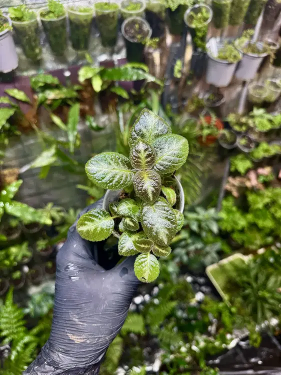 Episcia 'Pink Panther' – błyszcząca roślina tropikalna do terrarium | Parrot Planet