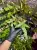 Pteris sp. Vietnam „cần sa” – orliczka o liściach przypominających konopie | Parrot Planet