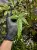 Pteris sp. Vietnam „cần sa” – orliczka o liściach przypominających konopie | Parrot Planet