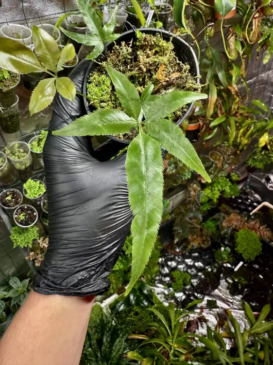Pteris sp. Vietnam „cần sa” – orliczka o liściach przypominających konopie | Parrot Planet