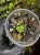 Pteris sp. Vietnam „cần sa” – orliczka o liściach przypominających konopie | Parrot Planet