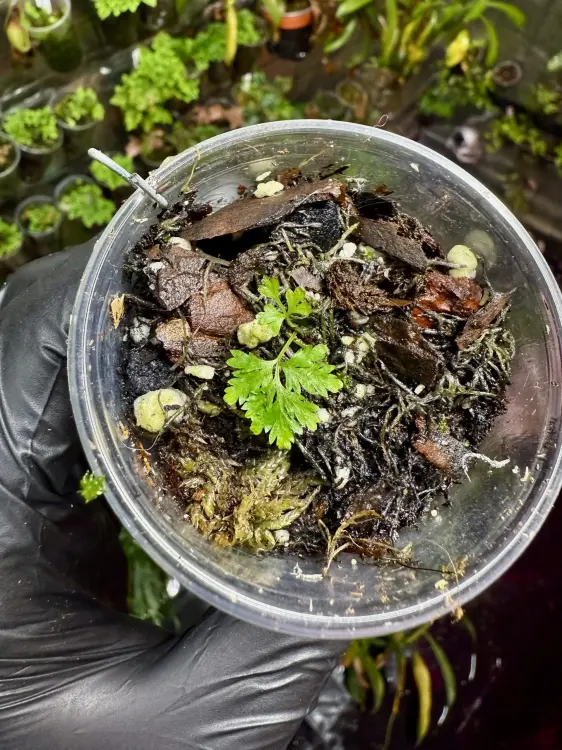 Pteris sp. Vietnam „cần sa” – orliczka o liściach przypominających konopie | Parrot Planet