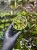 Peperomia antoniana – niska roślina tropikalna z białymi nakrapianiami | Parrot Planet