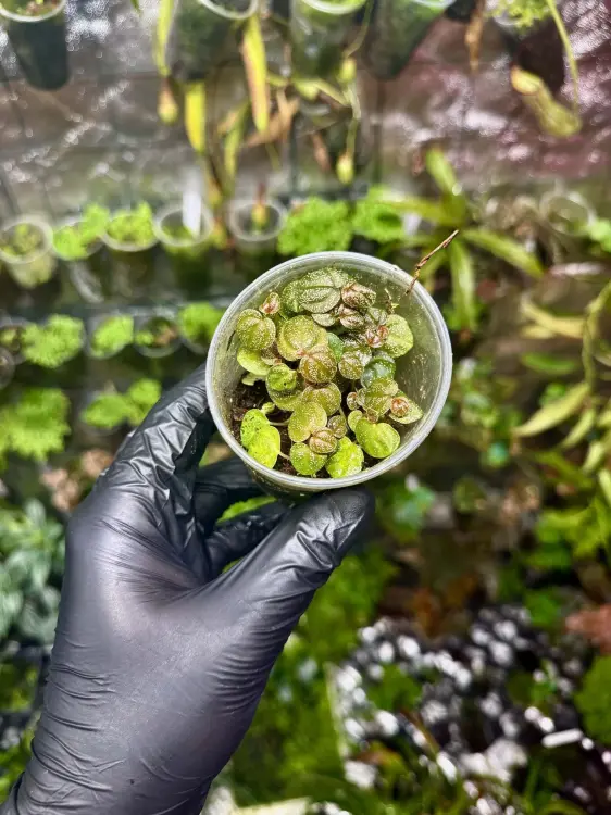 Peperomia antoniana – niska roślina tropikalna z białymi nakrapianiami | Parrot Planet