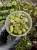 Peperomia antoniana – niska roślina tropikalna z białymi nakrapianiami | Parrot Planet